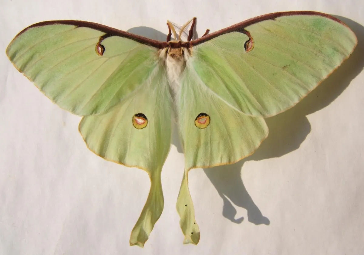 A Luna Moth navigating its natural environment
