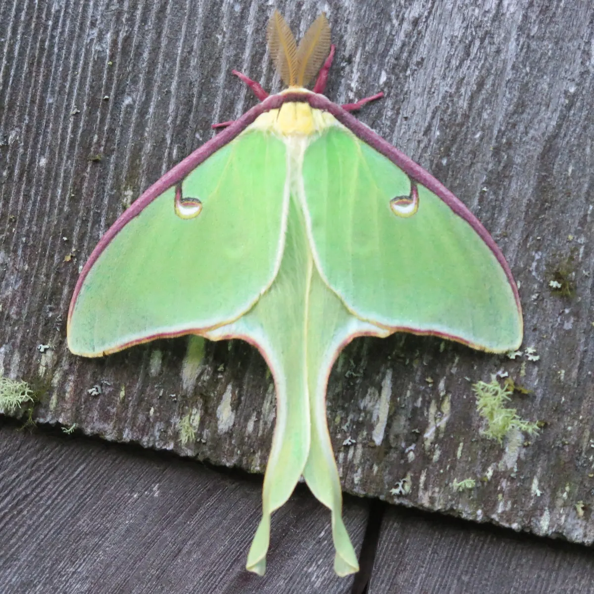 Actias luna-male