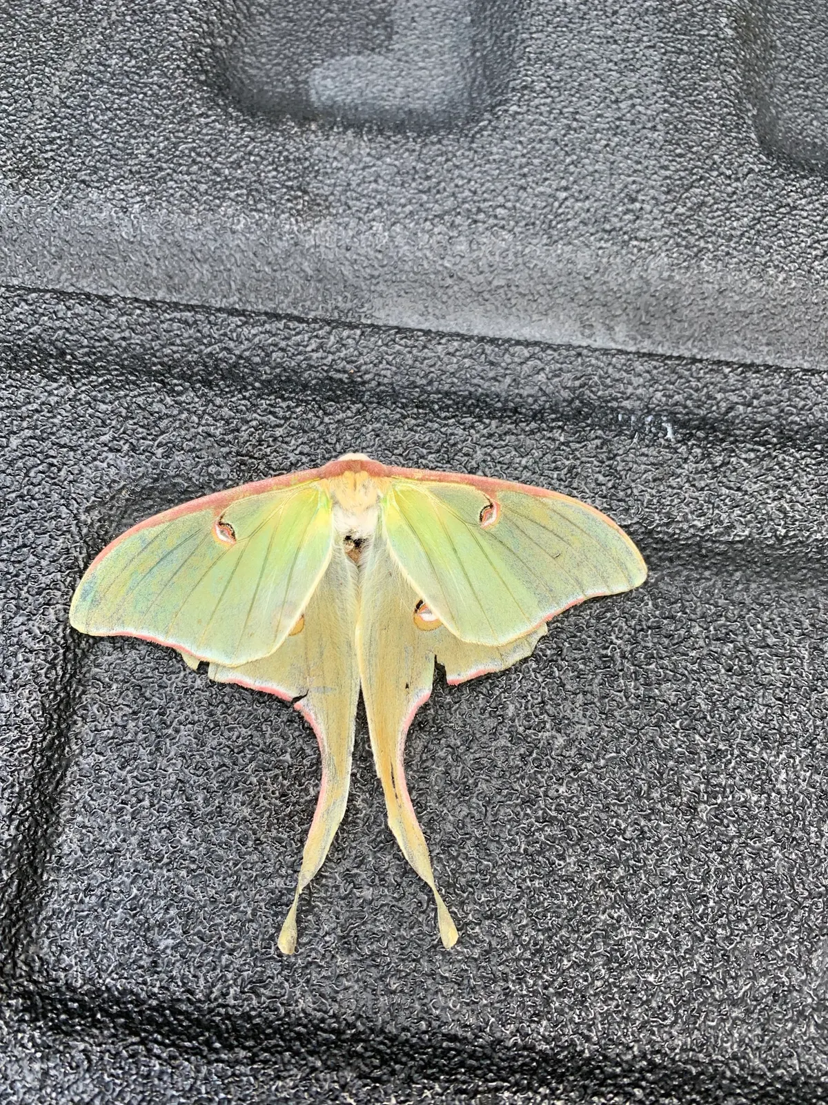 A Luna Moth traveling across its geographic range