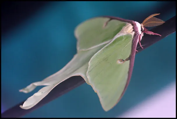A photo showing the size of a Luna Moth