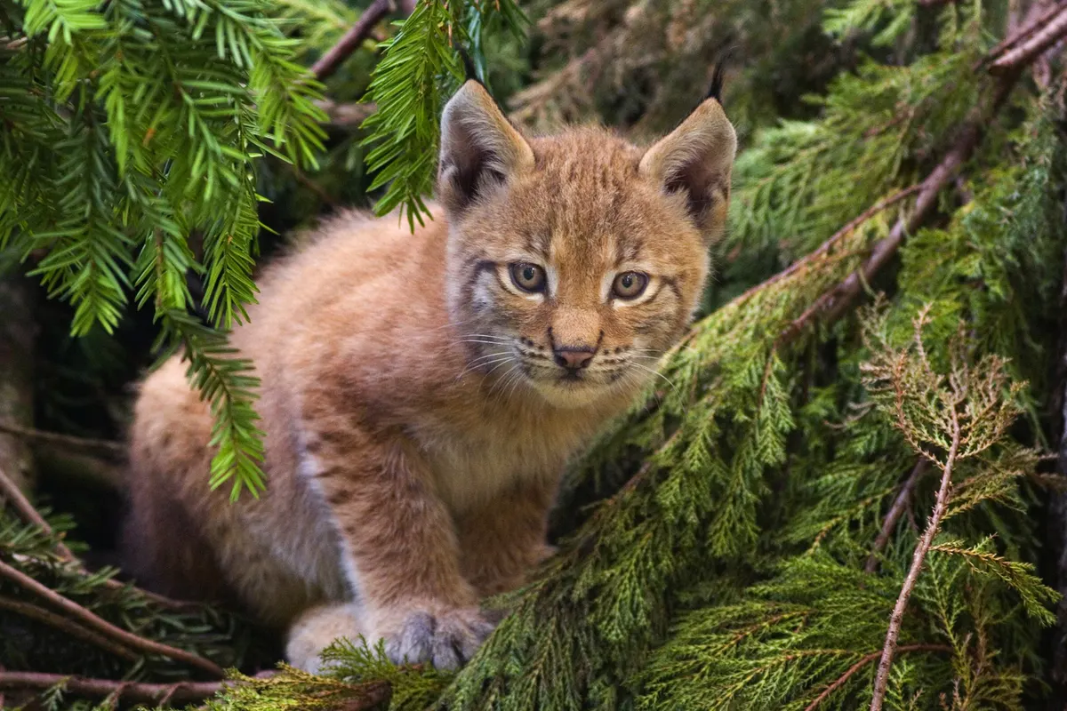 Eurasian lynx kitten climbing among tree branches
