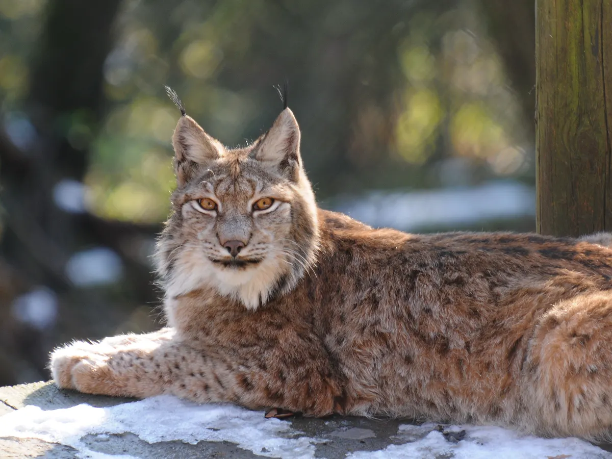 Eurasian lynx walking alert while searching for prey