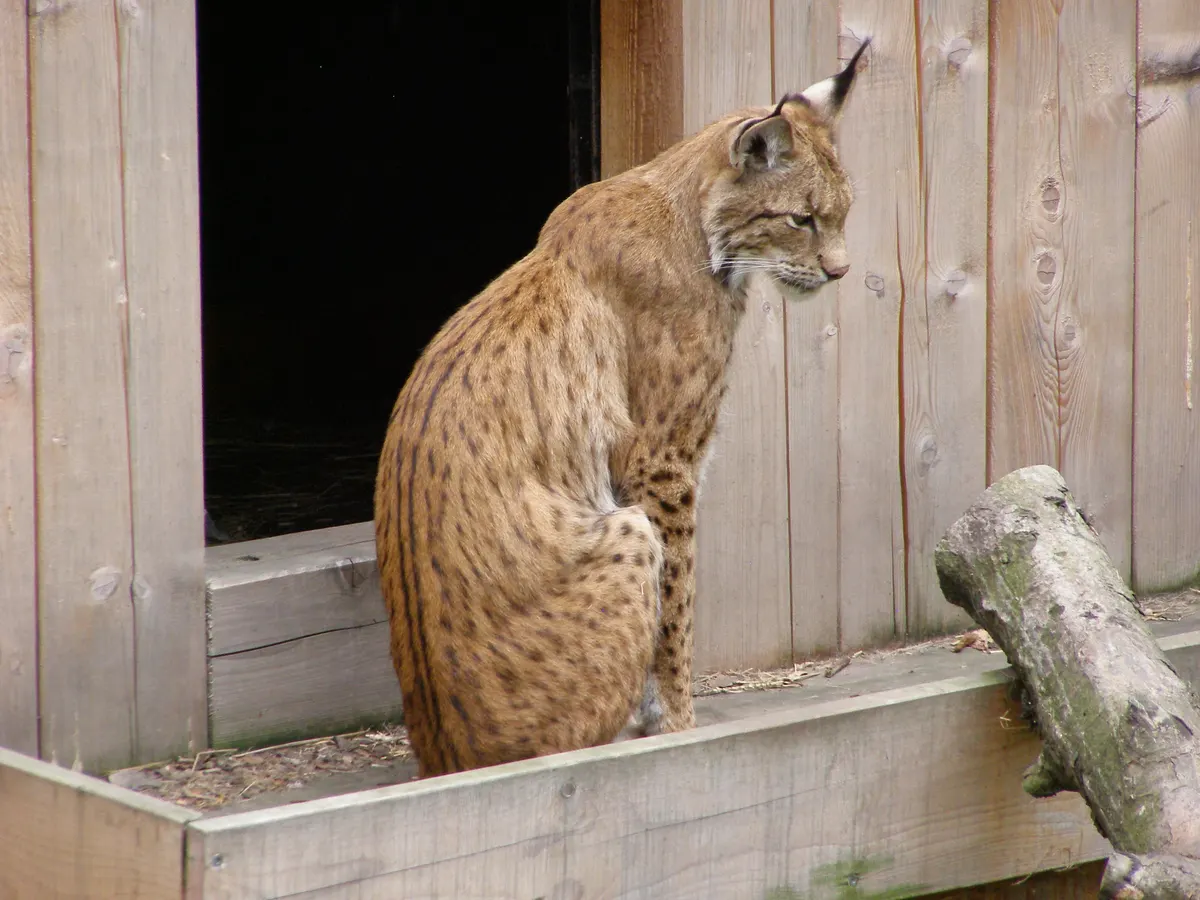 Eurasian lynx pair resting together in a shaded enclosure