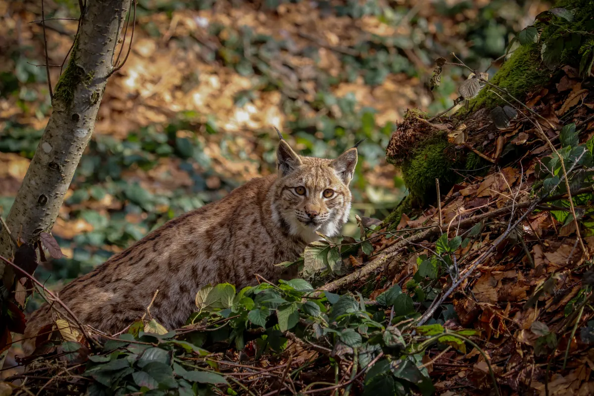 Eurasian lynx in Bavarian Forest National Park woodland