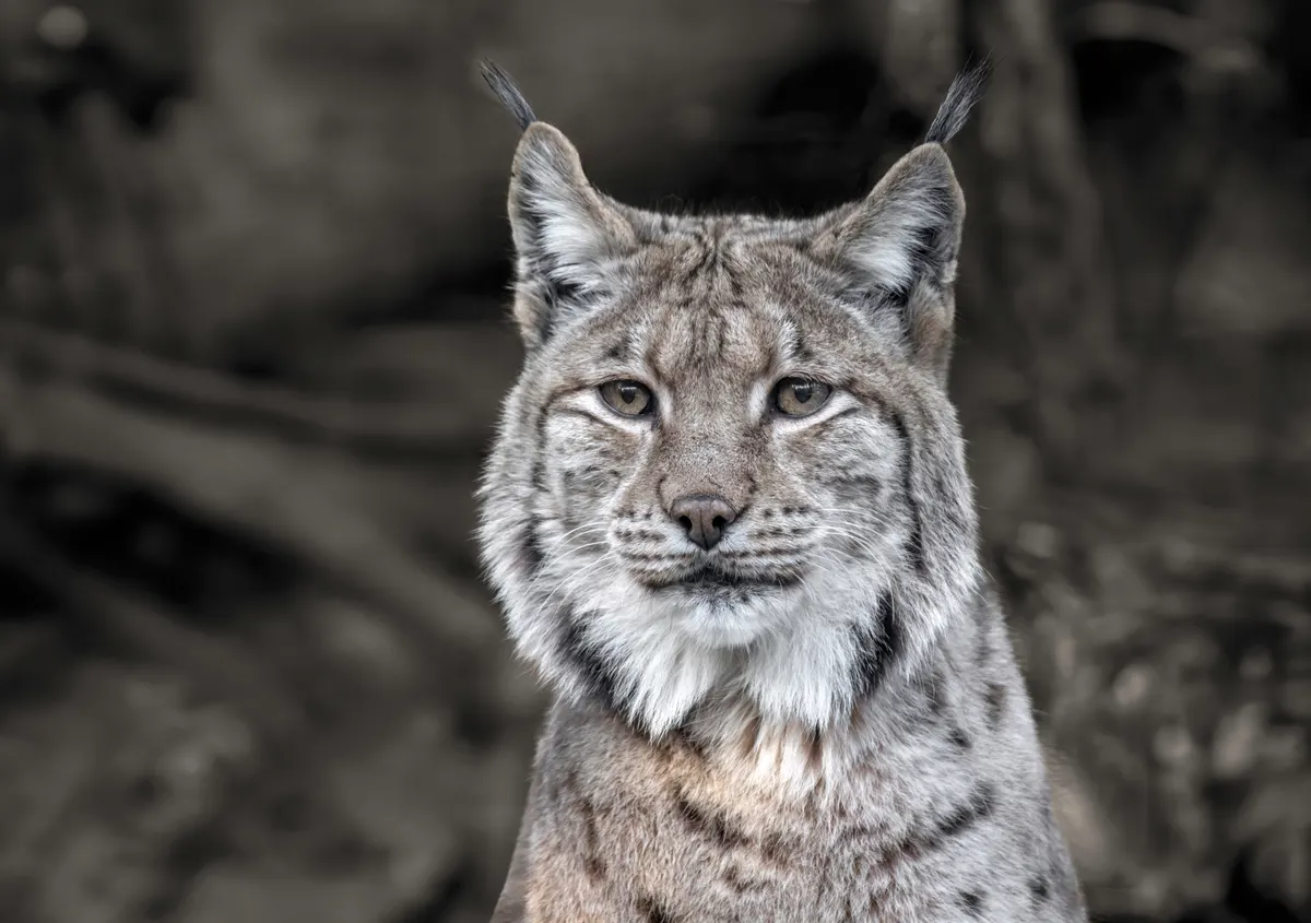 Eurasian lynx facing forward with long black ear tufts