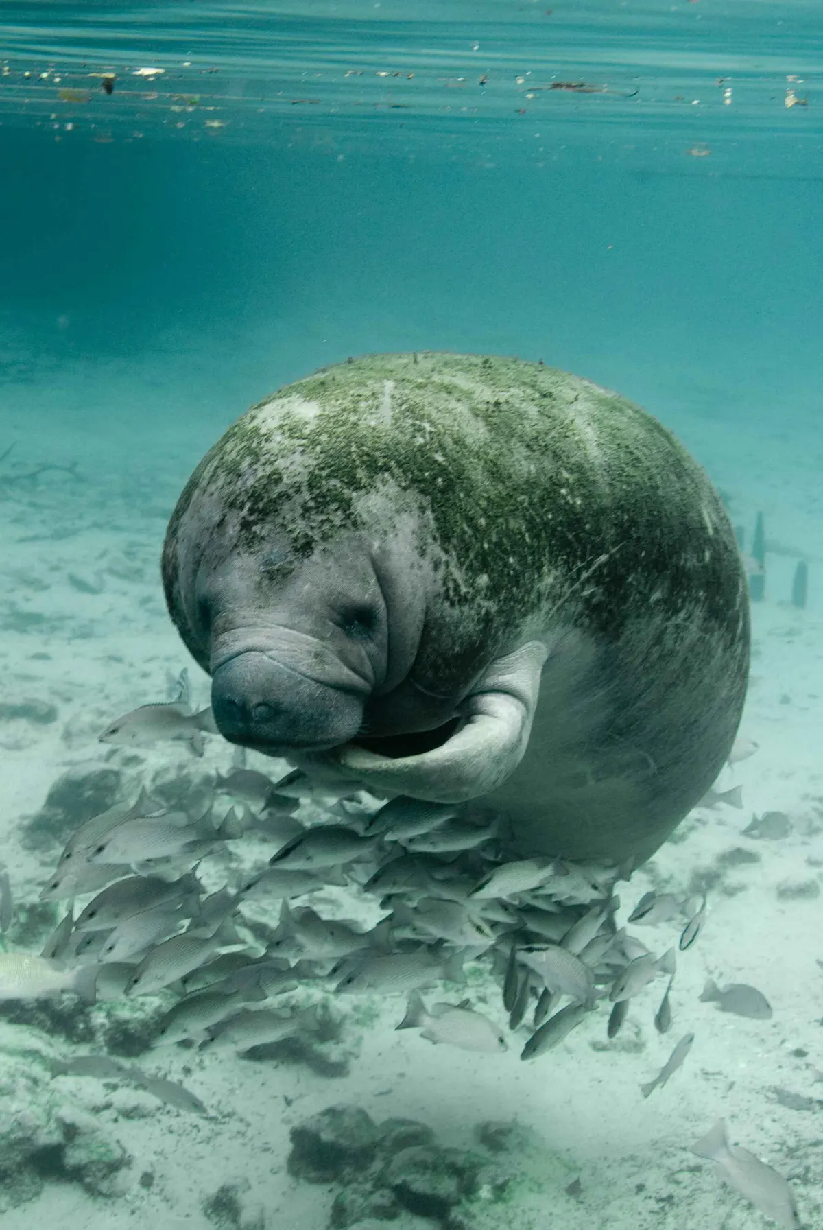 A young or baby Manatee showing early development