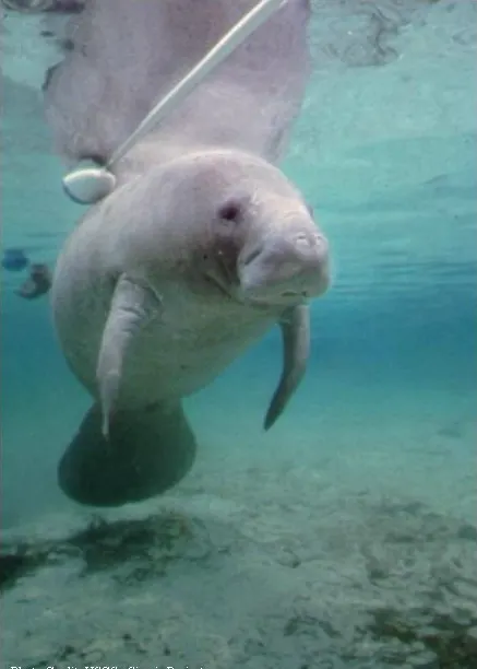 A detailed close-up showing the physical features of a Manatee