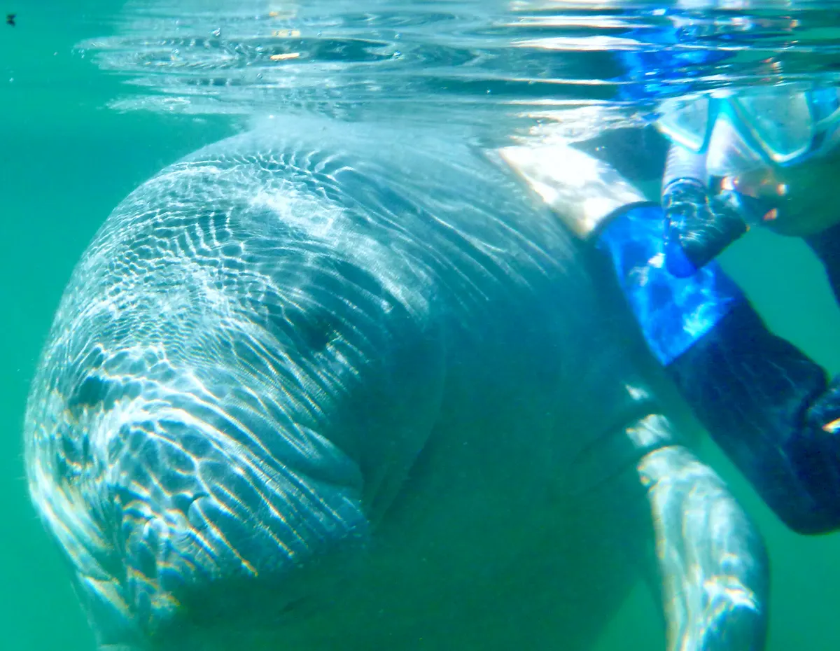 A young or baby Manatee showing early development