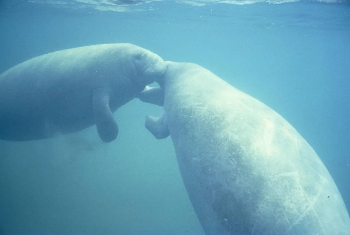 A Manatee finding or consuming food