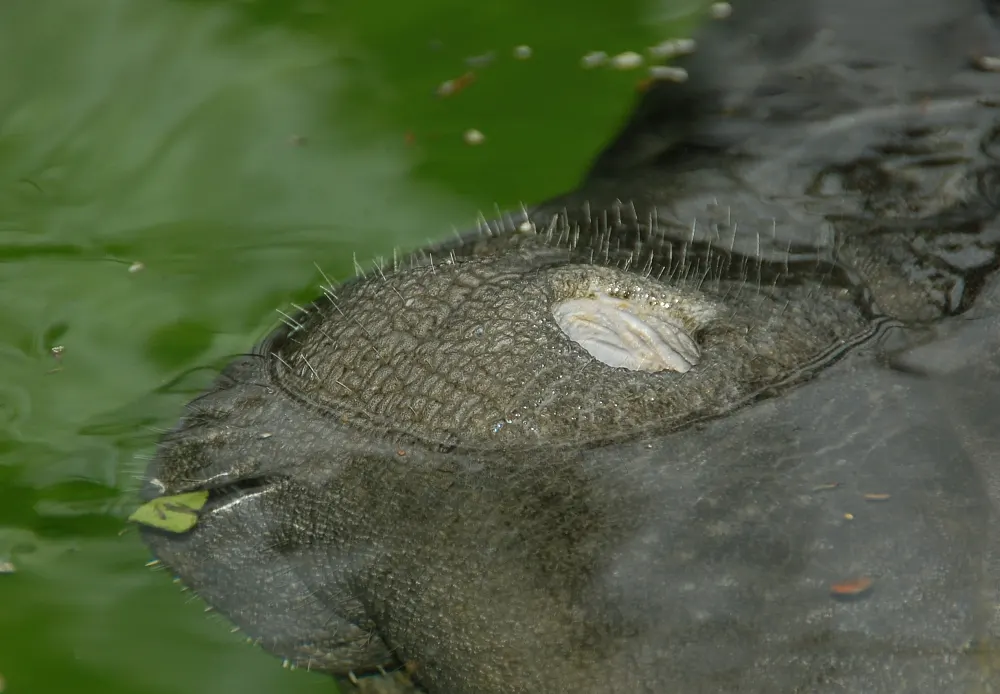Close-up of a manatee face breaking the water surface