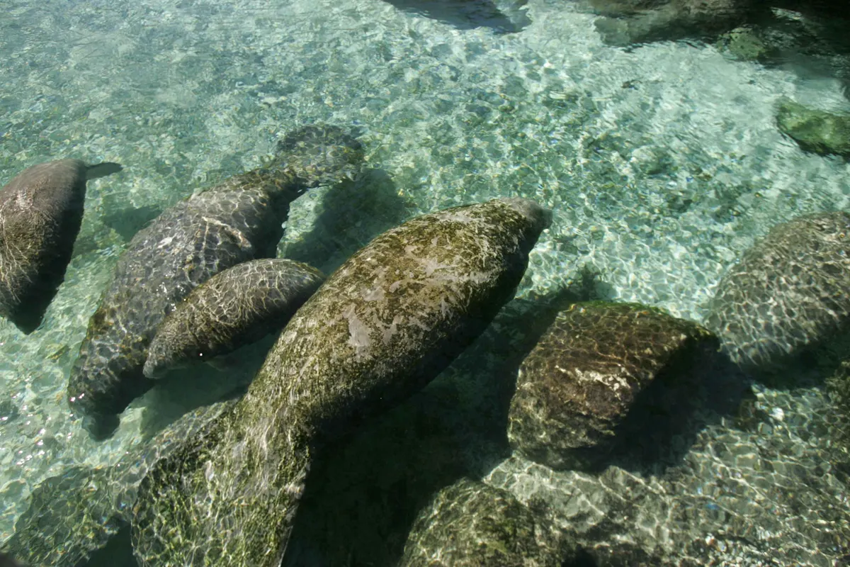 A Manatee navigating its natural environment