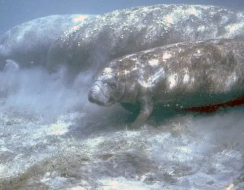 A Manatee finding or consuming food