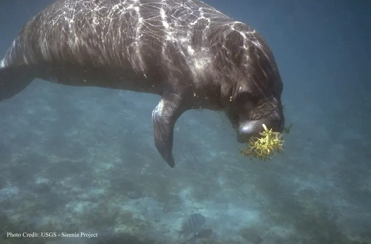 West Indian manatee eating seagrass on a shallow seafloor