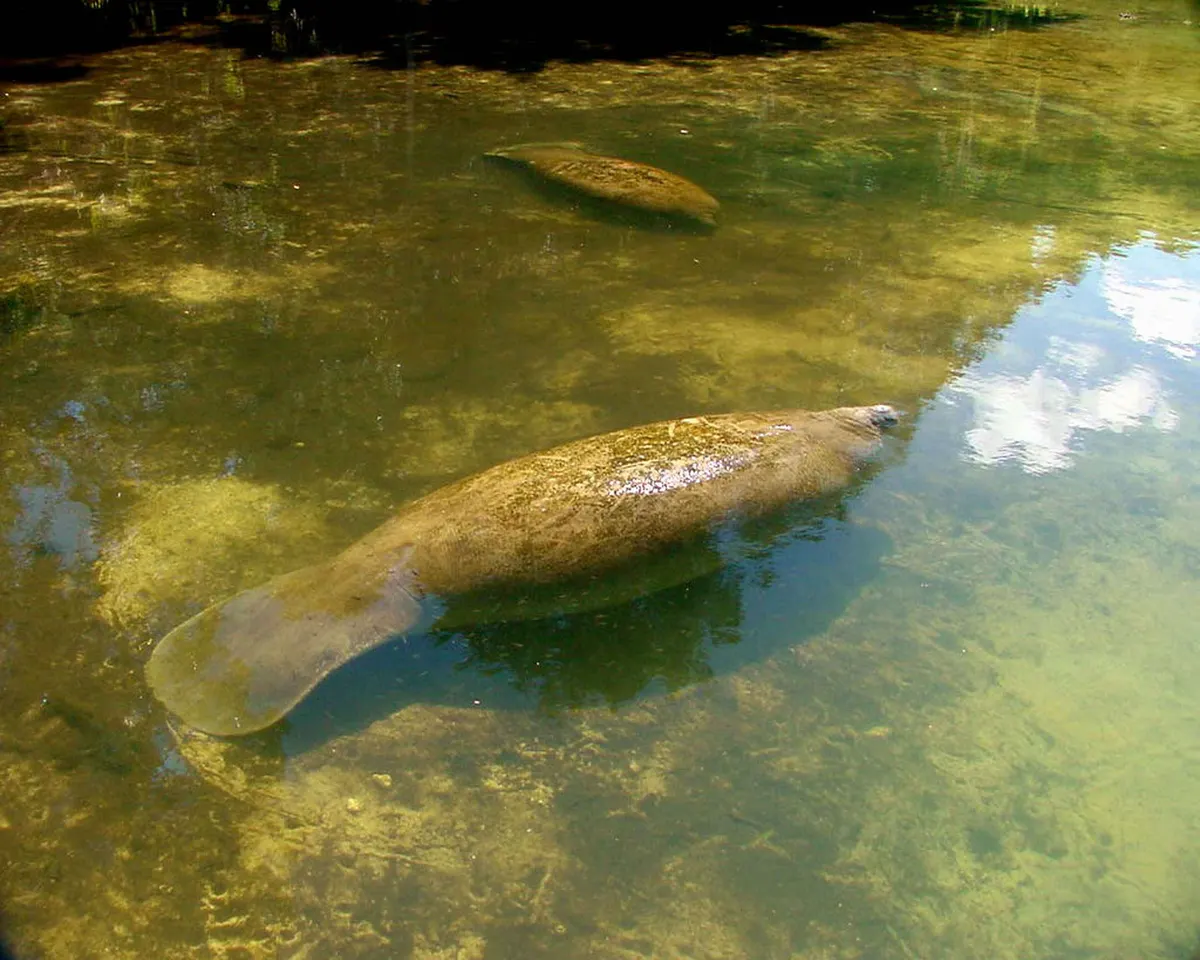 A Manatee showing a unique behavior or adaptation
