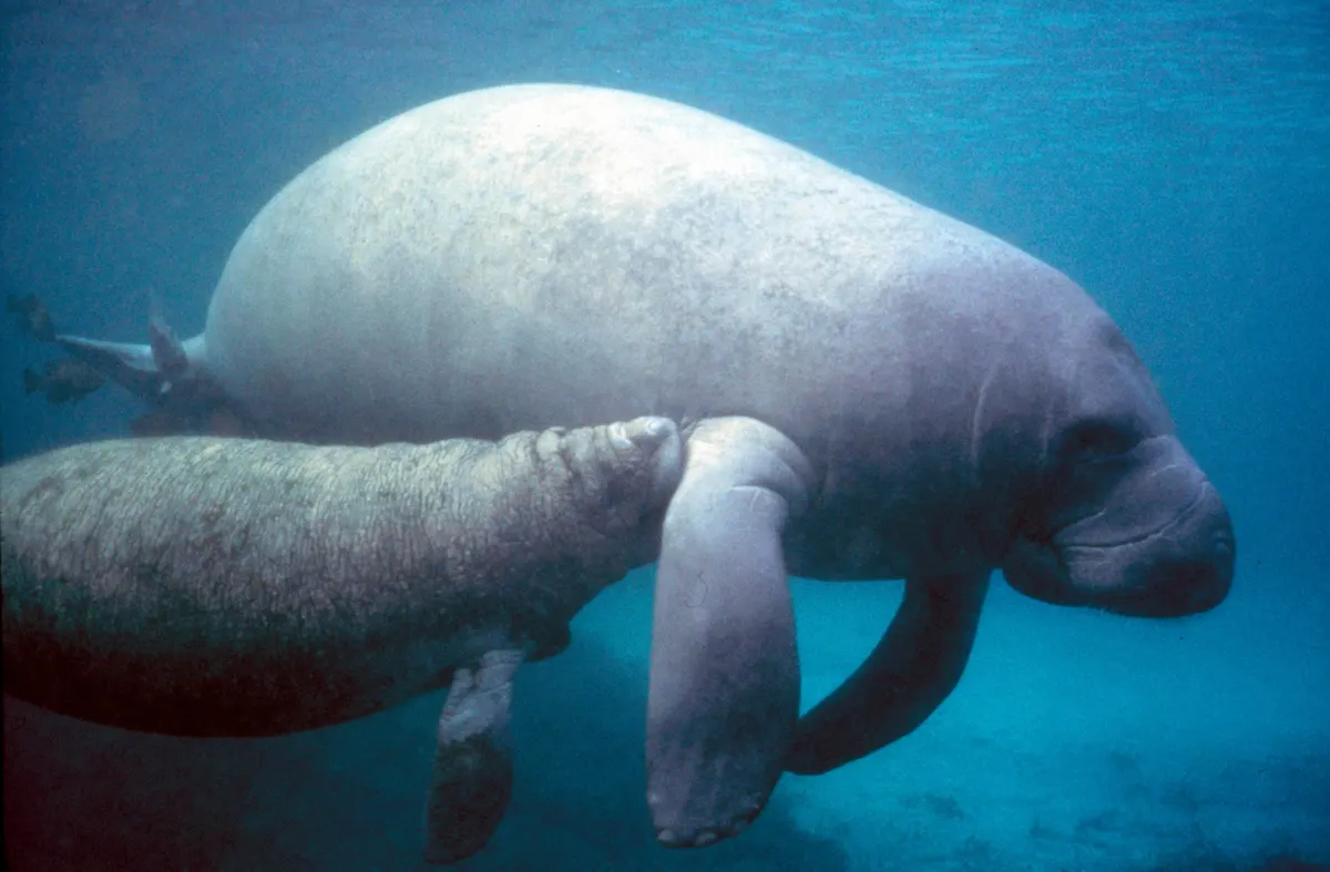 A Manatee navigating its natural environment