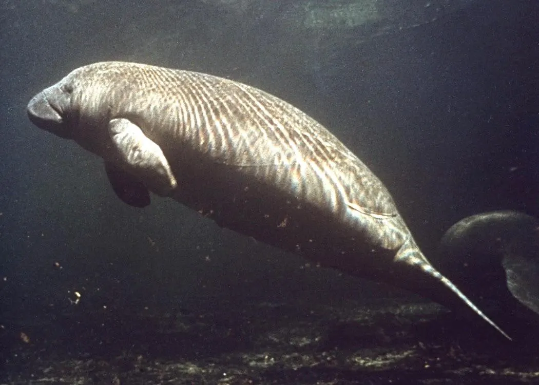 West Indian manatee gliding underwater in dark blue water