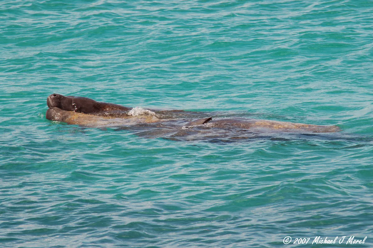 A West Indian manatee swimming in clear shallow waters
