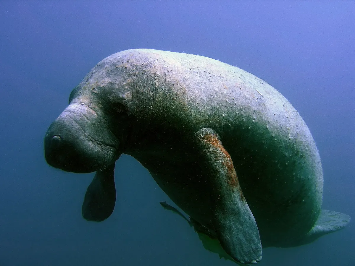 Large West Indian manatee viewed from the front underwater