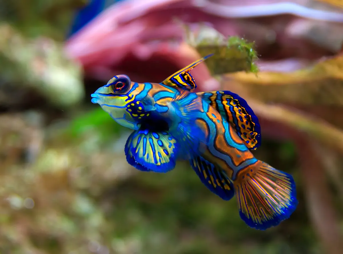 A juvenile mandarinfish displaying early stages of its developing colorful patterns