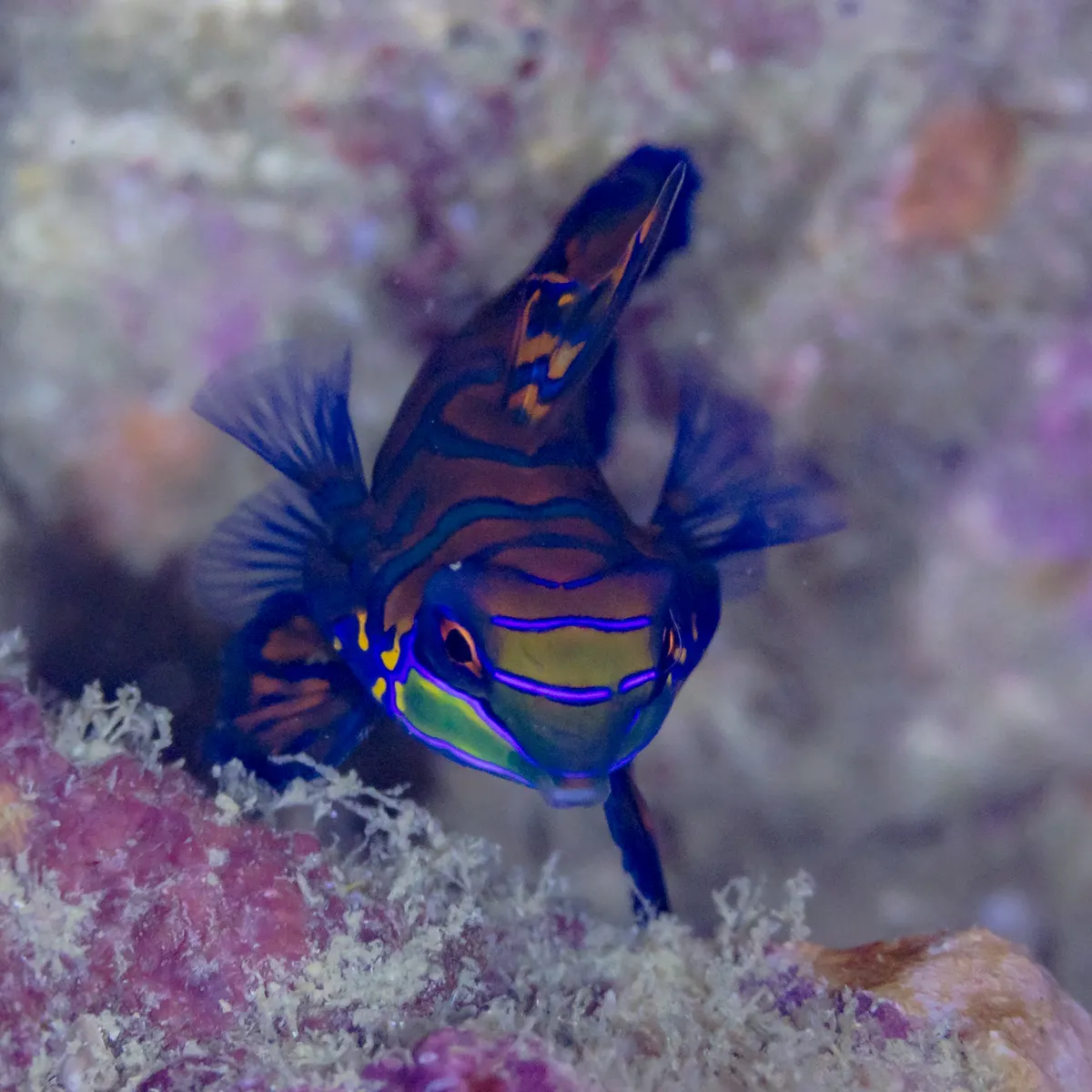 Spectacular close-up of a mandarinfish's face, big watchful eyes, and neon blue facial lines