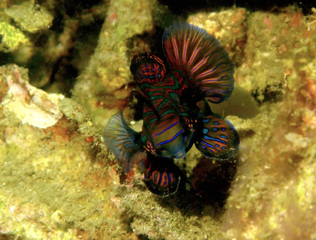 A beautiful juvenile mandarinfish navigating the shallow reef in Lembeh