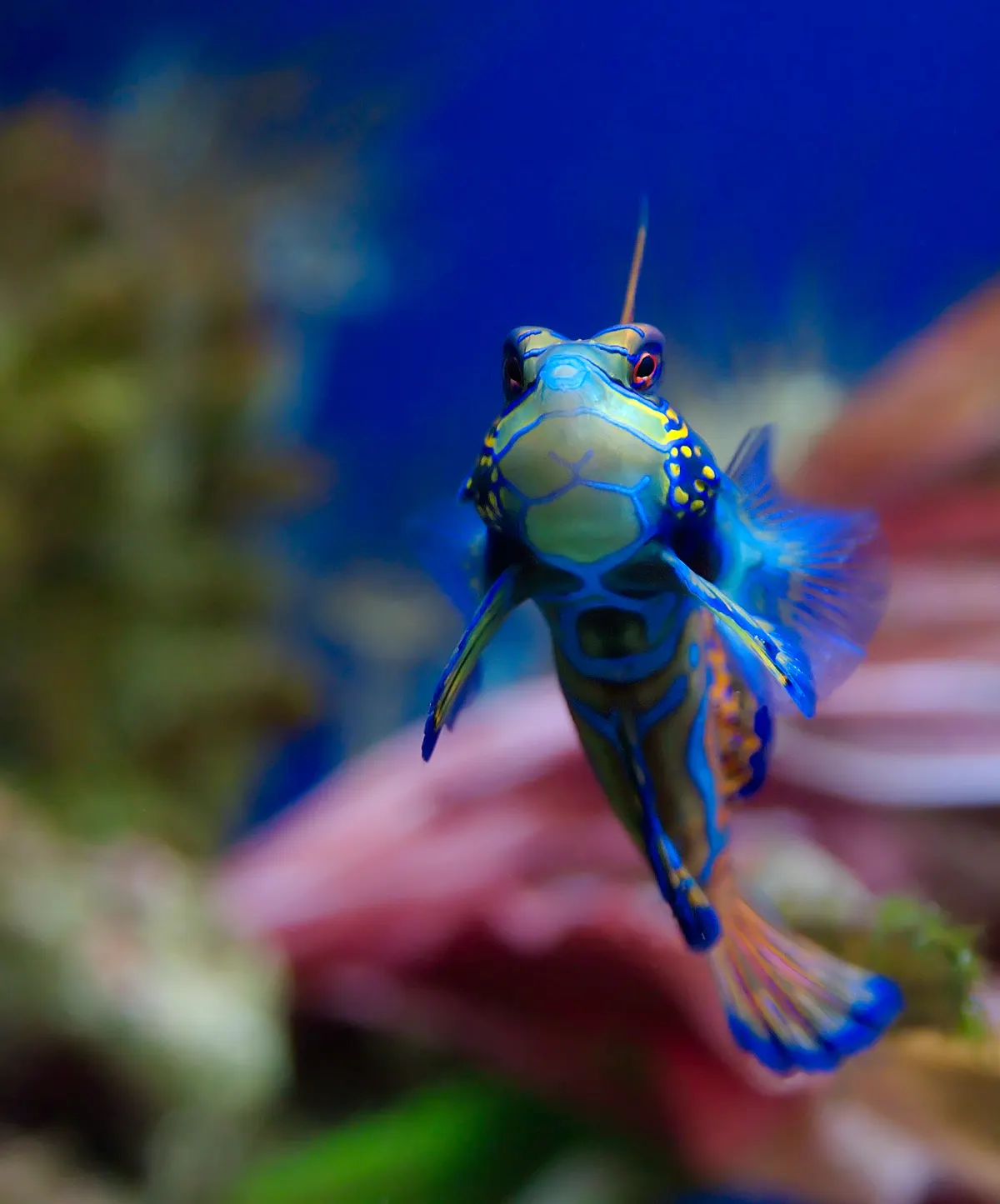 Mandarinfish carefully inspecting the reef floor for harpacticoid copepods