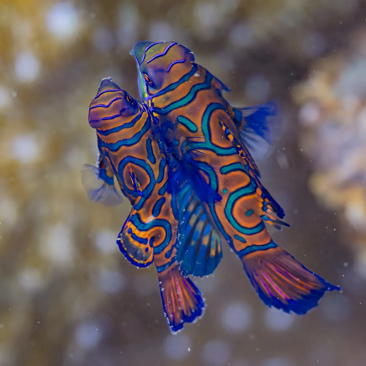 A pair of mandarinfish performing their beautiful dusk mating ascent in Anilao