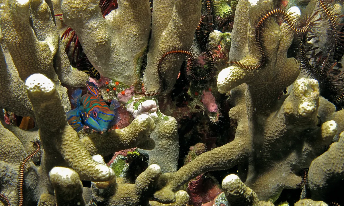 Mandarinfish resting safely among the protective branches of a living coral reef