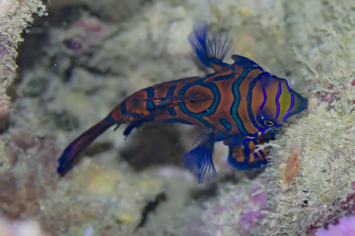 Mandarinfish using its small, precise mouth to pick tiny invertebrates from the reef substrate