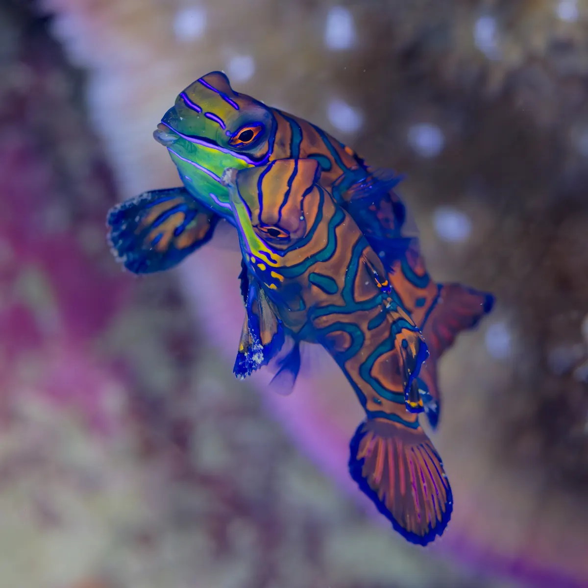 A male and female mandarinfish rising together cheek-to-cheek during their famous dusk mating dance