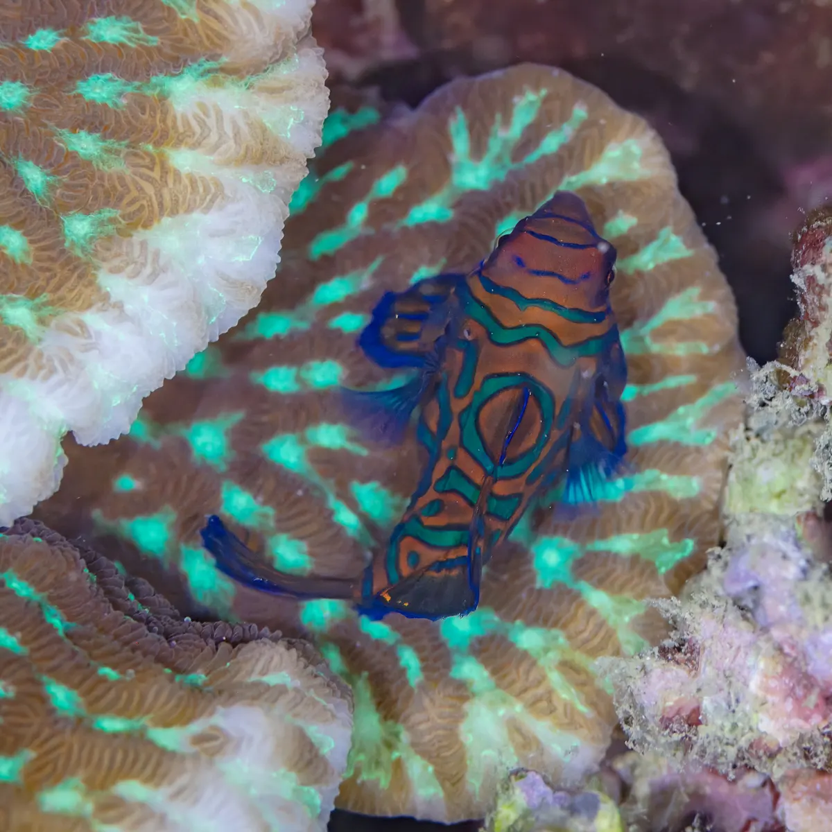 Mandarinfish showcasing its scaleless, brightly pigmented skin