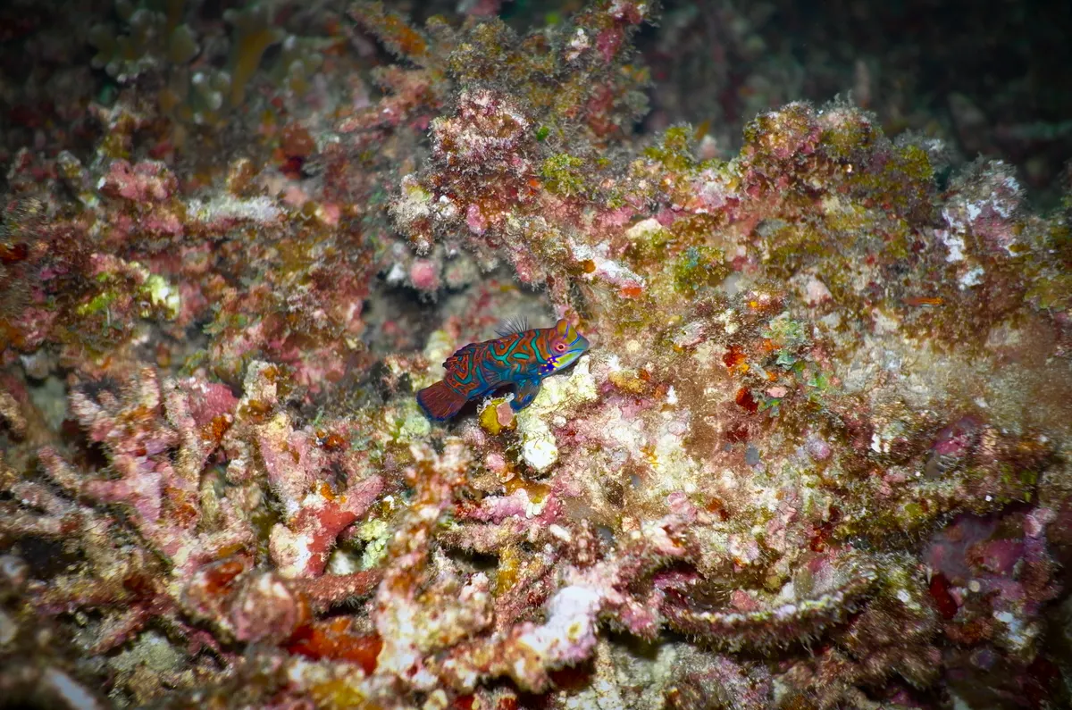 Mandarinfish hovering gracefully near a protective branch of coral reef in Malapascua
