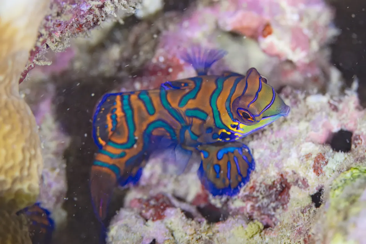 Exquisite mandarinfish showcasing its incredibly vibrant blue, orange, and green psychedelic patterns