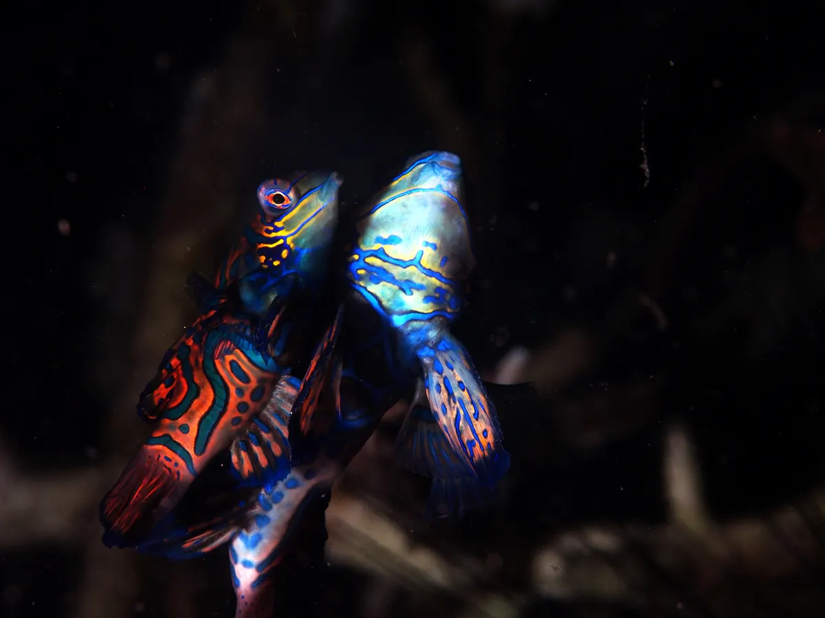 Mandarinfish thriving in the rich marine environment of Lembeh, Indonesia