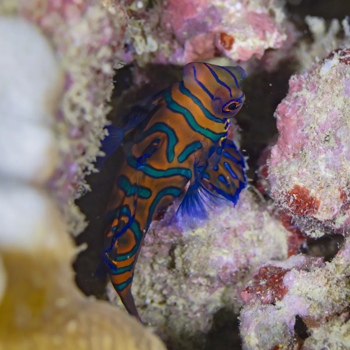 A mature male mandarinfish showcasing its elongated dorsal spine and compact body size