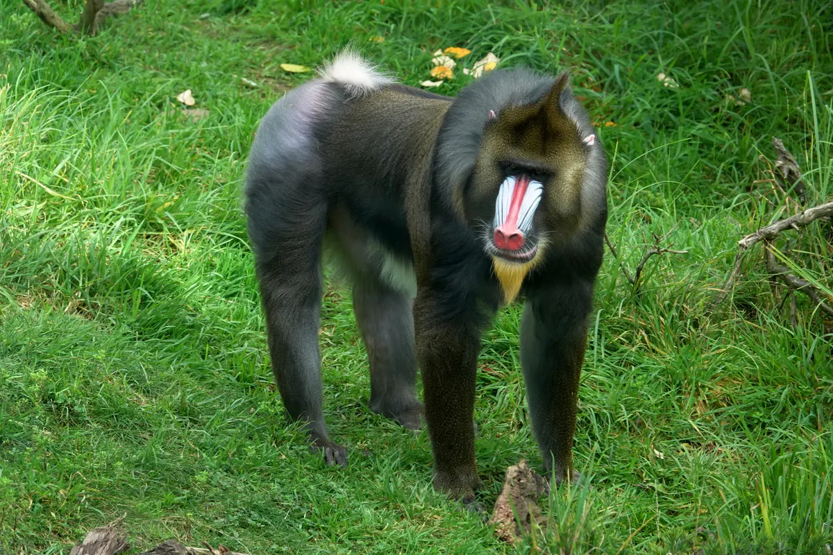 A young or baby Mandrill showing early development