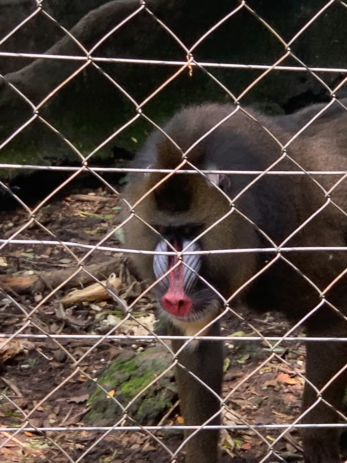 A detailed close-up showing the physical features of a Mandrill