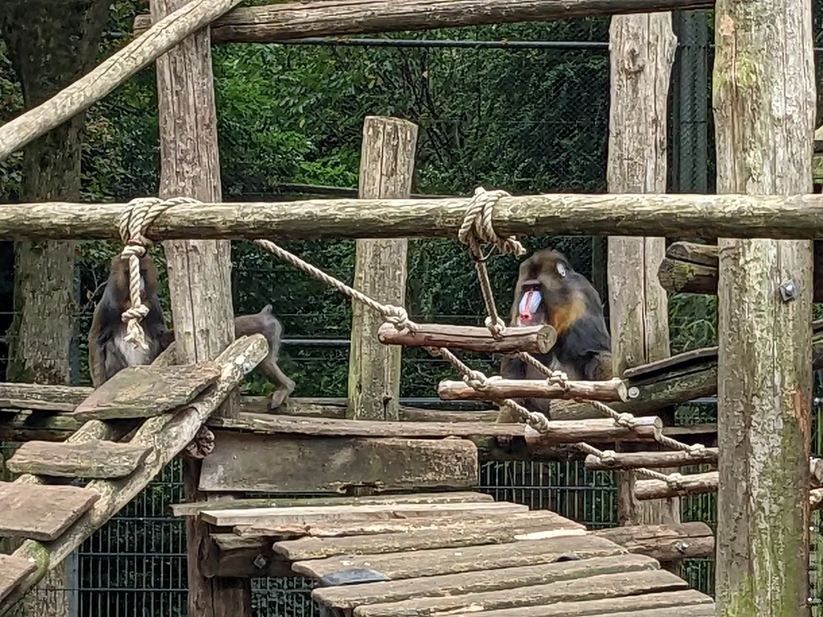 A young or baby Mandrill showing early development