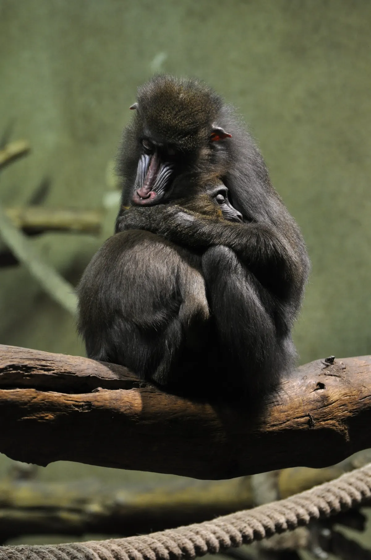 Female mandrill resting with a small infant held against her body