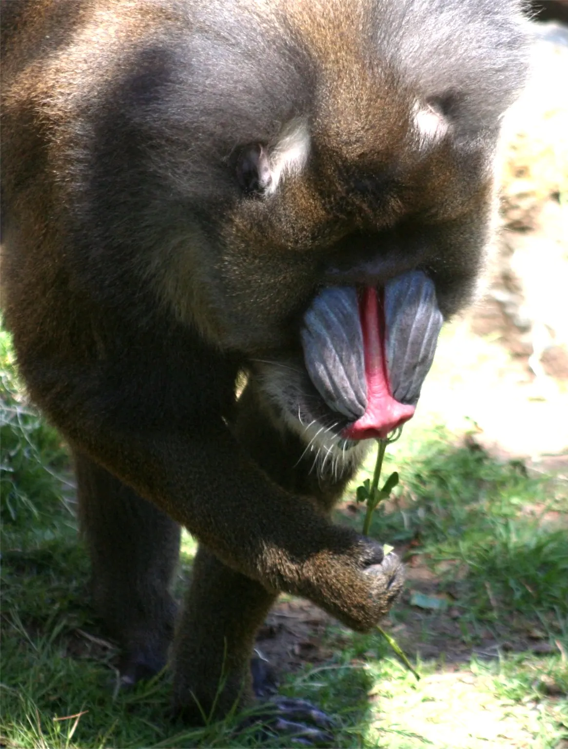 A mandrill nibbling a flower it is holding in its hand