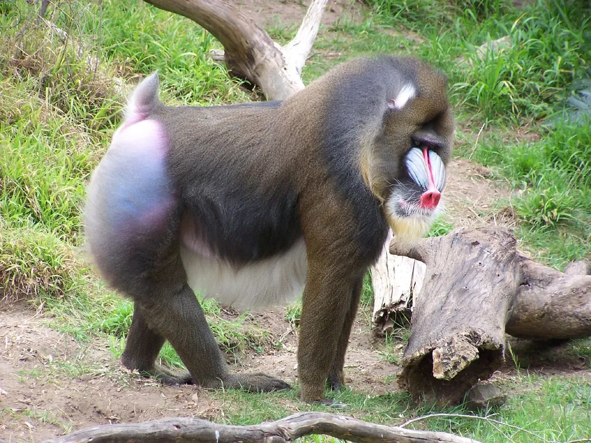 A group of Mandrills interacting with each other