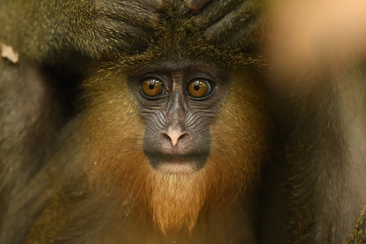 A Mandrill navigating its natural environment