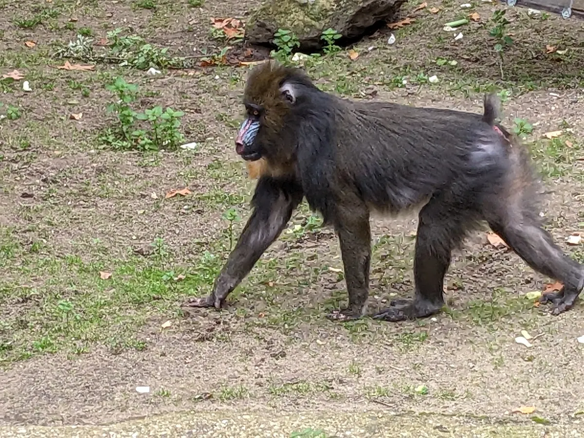 Mandrillus sphinx in Ouwehands Dierenpark 02