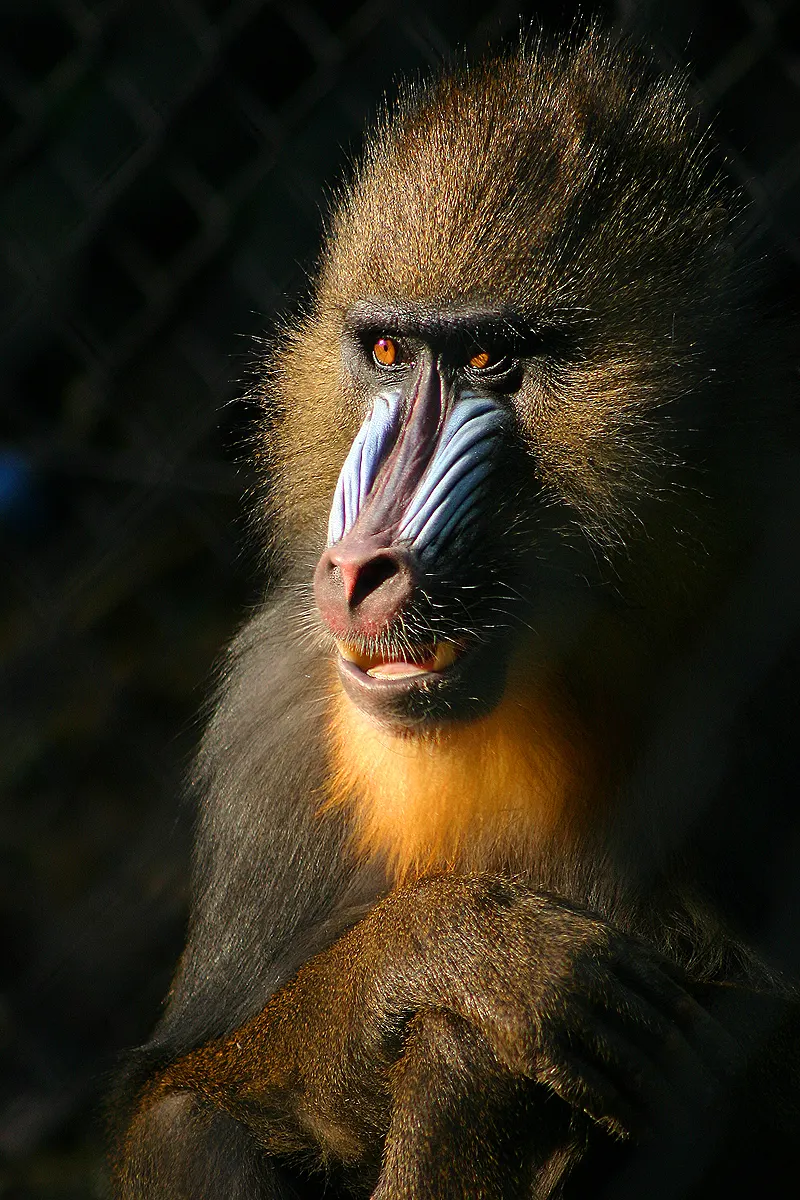 A Mandrill finding or consuming food
