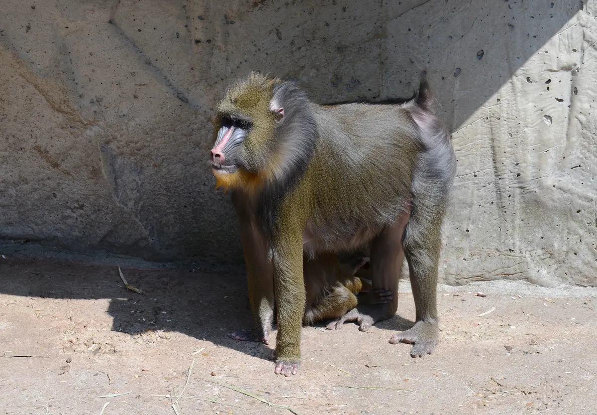 A group of Mandrills interacting with each other
