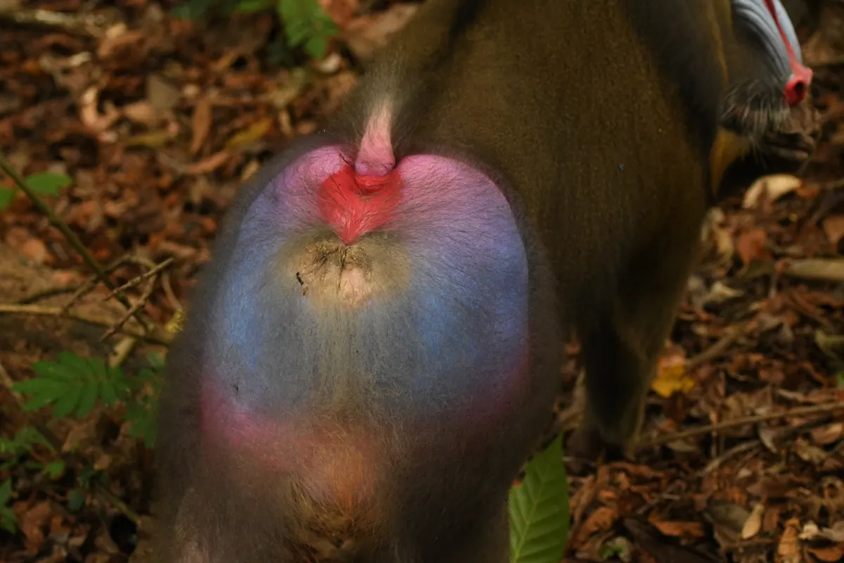 A Mandrill showing a unique behavior or adaptation