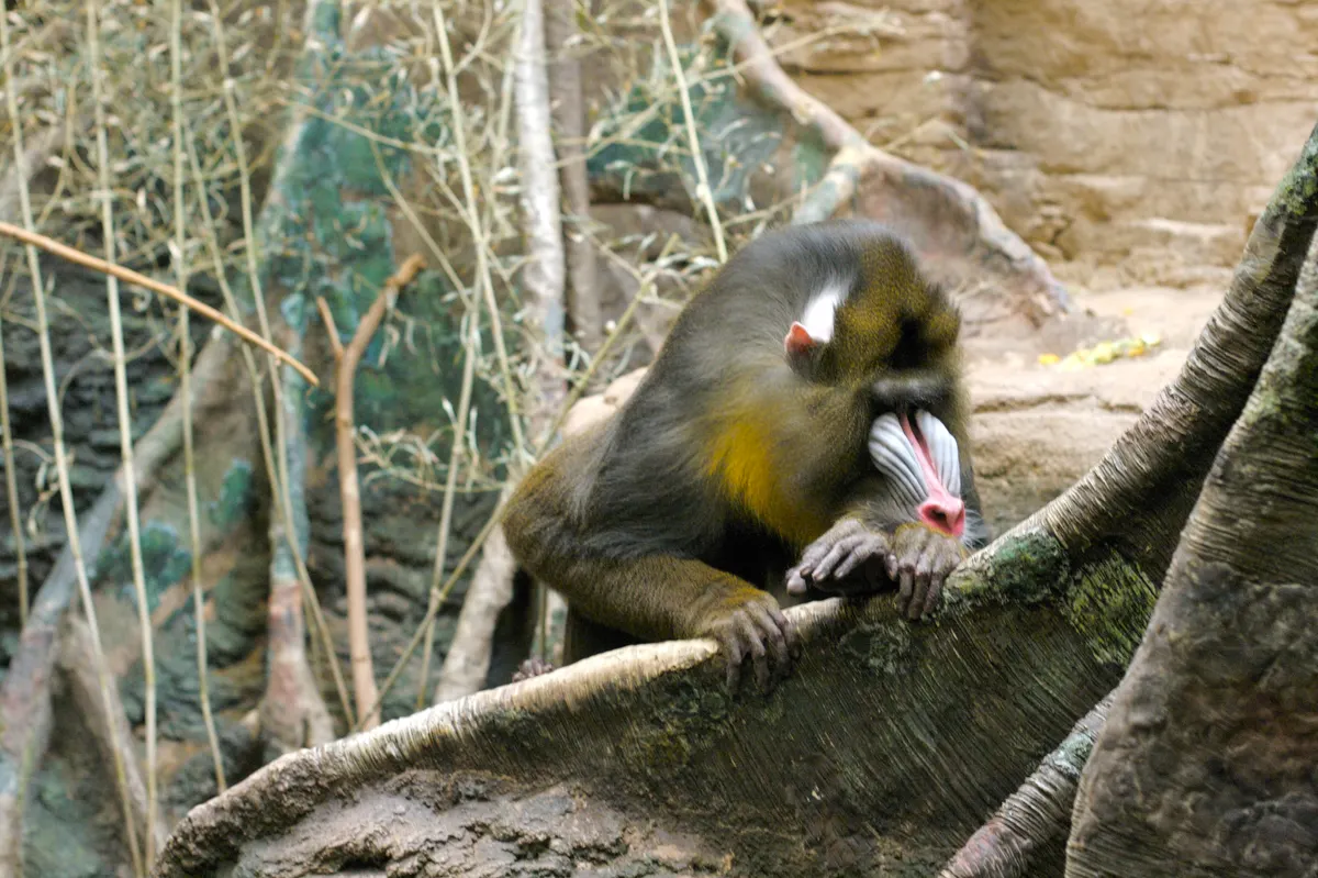 A Mandrill sitting on the ground in its natural forest understory environment