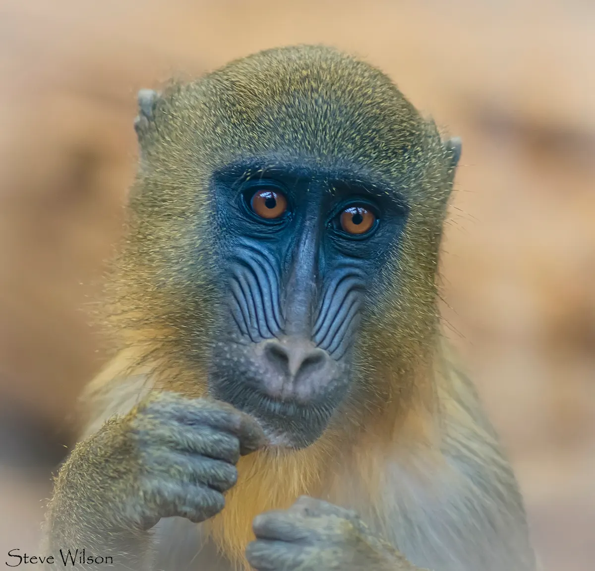 A close-up portrait of a colorful male Mandrill's face