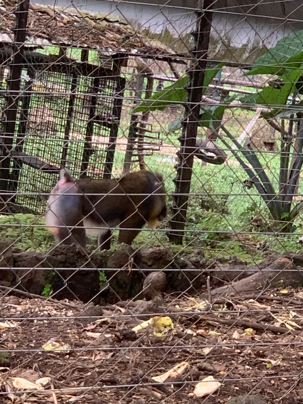 A Mandrill traveling across its geographic range