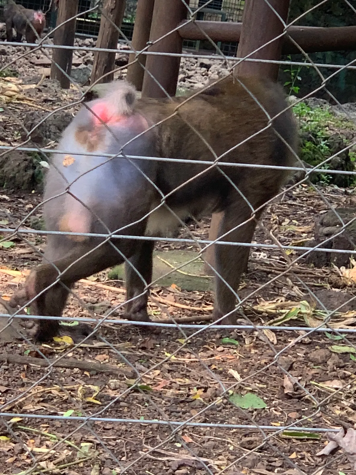 A photo showing the size of a Mandrill